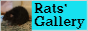 small button labeled Rats' Gallery with a photo of a rat
