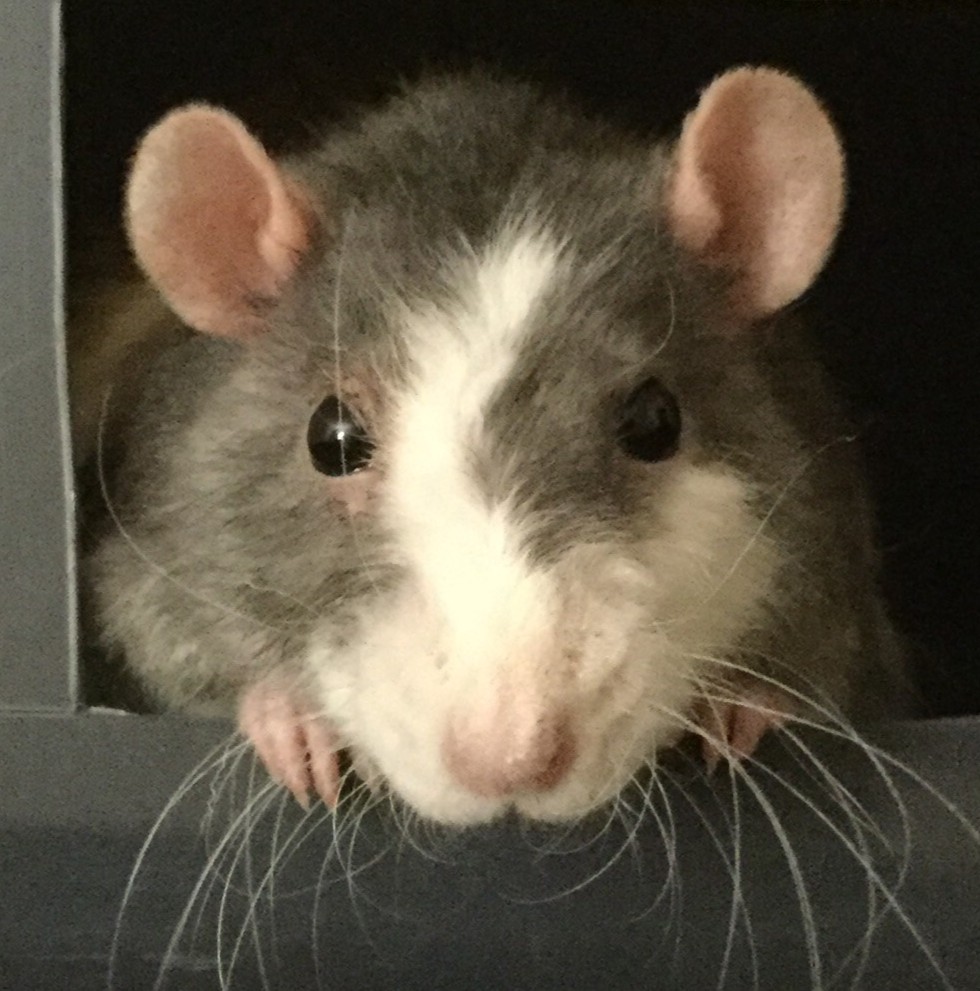 closeup of a gray and white rat's face