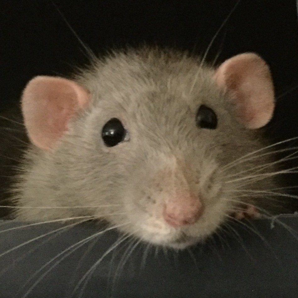 closeup of a light gray rat's face