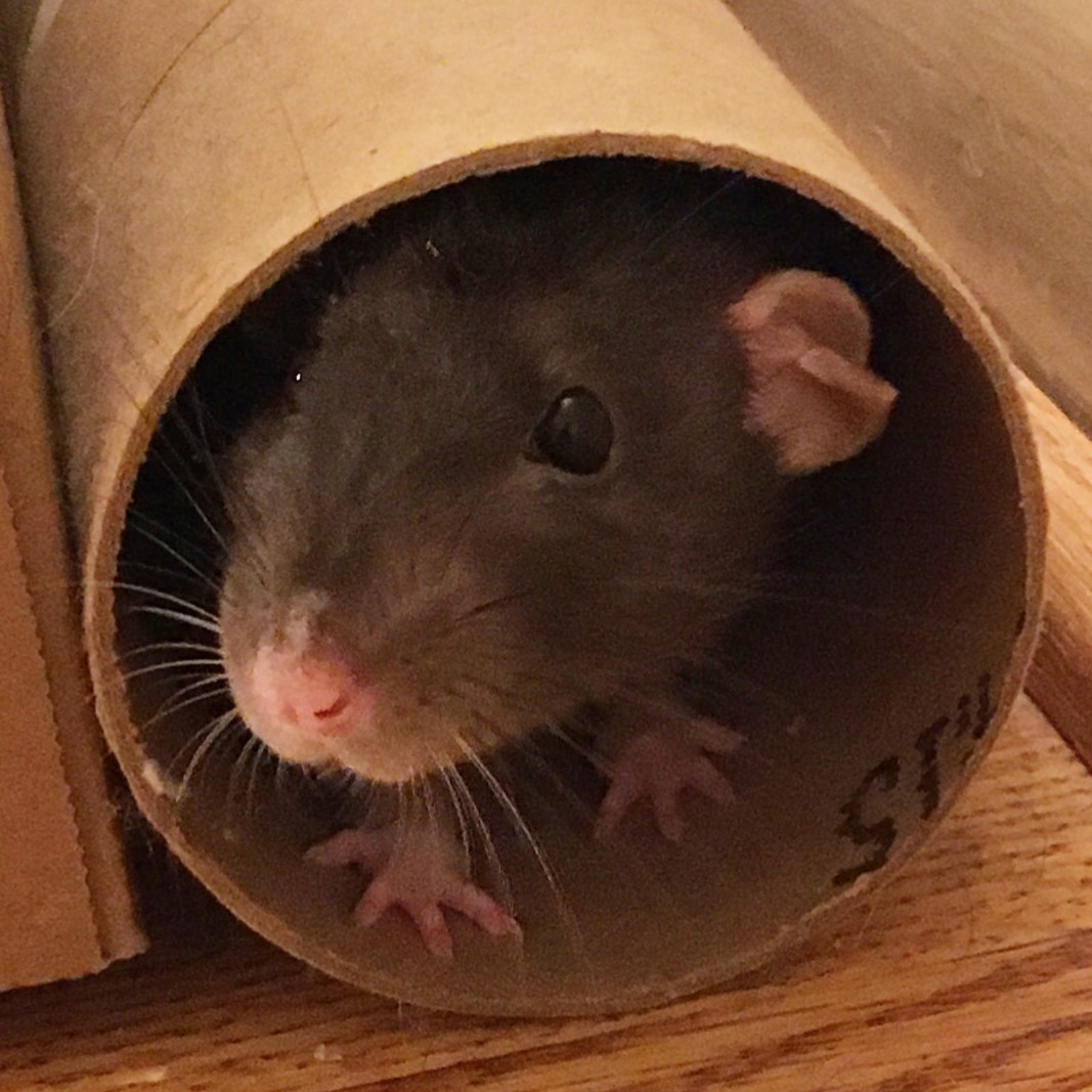 a dark gray rat looking out of a cardboard tube