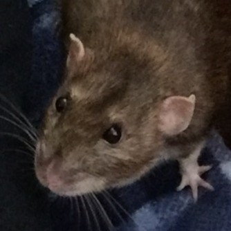 closeup of a brown rat's head