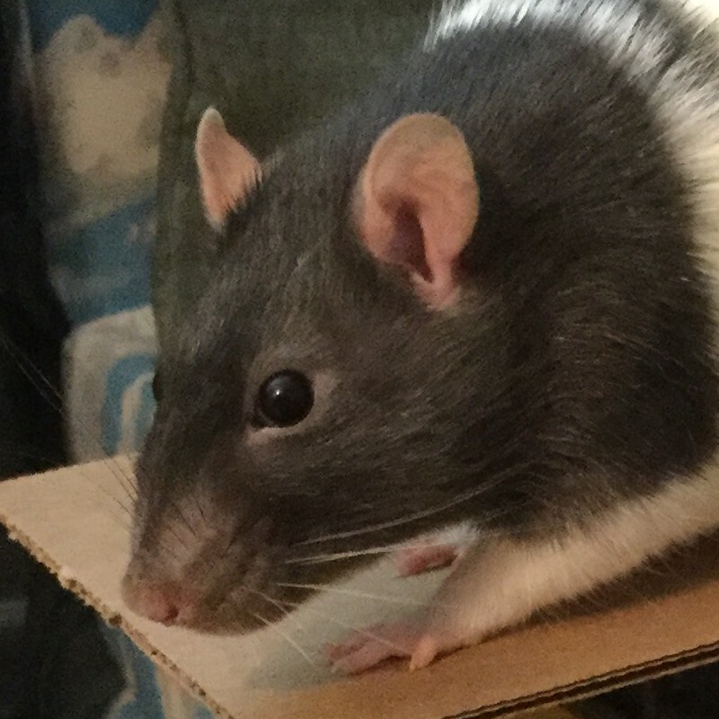 closeup of a black and white rat's head